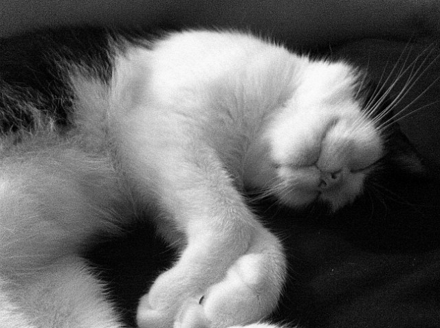 don't ask me why i love my cat