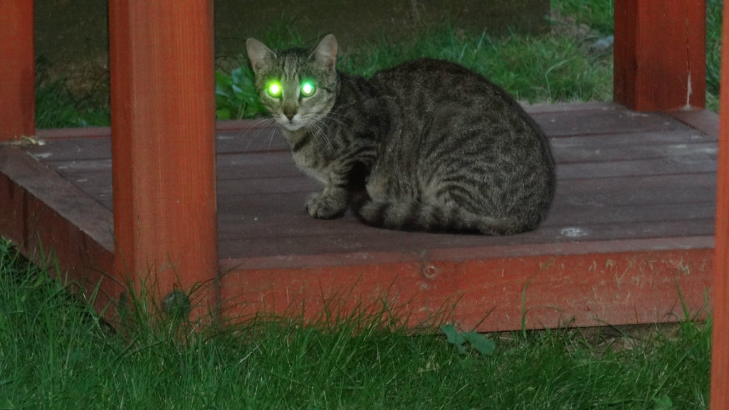 kot czy robot? ;D