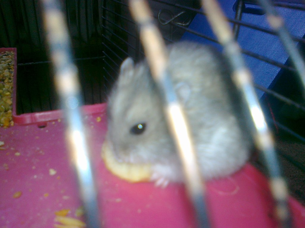 chomik