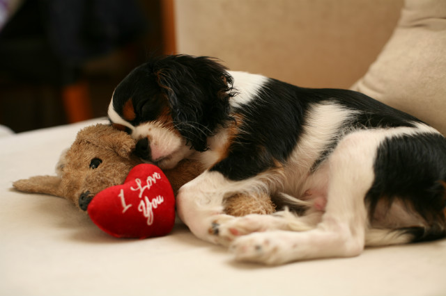 Awwwww