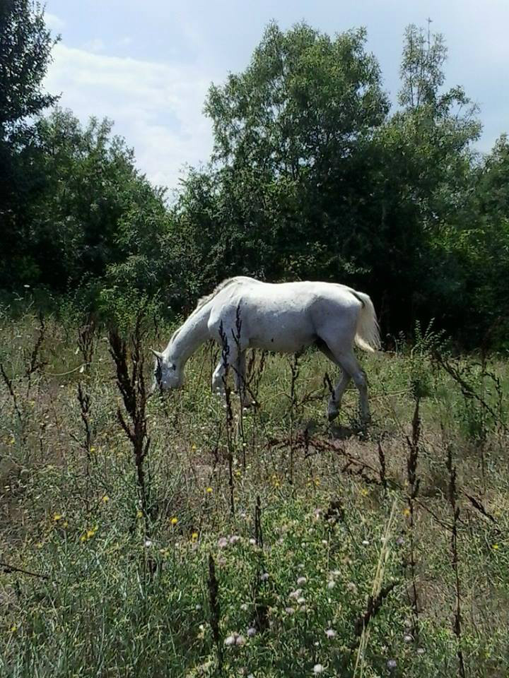 Konik ;] 