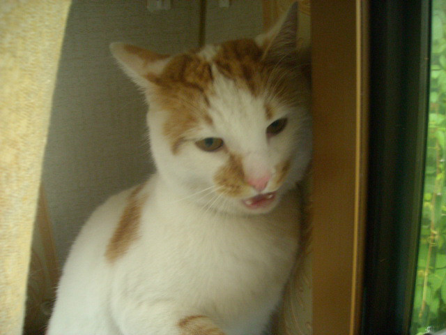 wampirek ^^