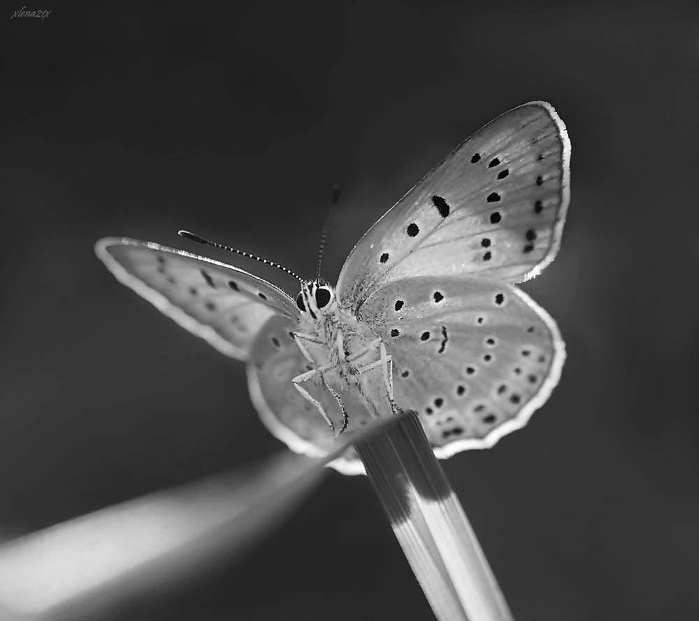 856.