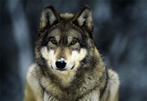 she wolf