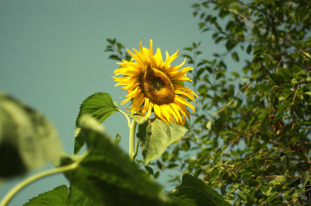 Sun