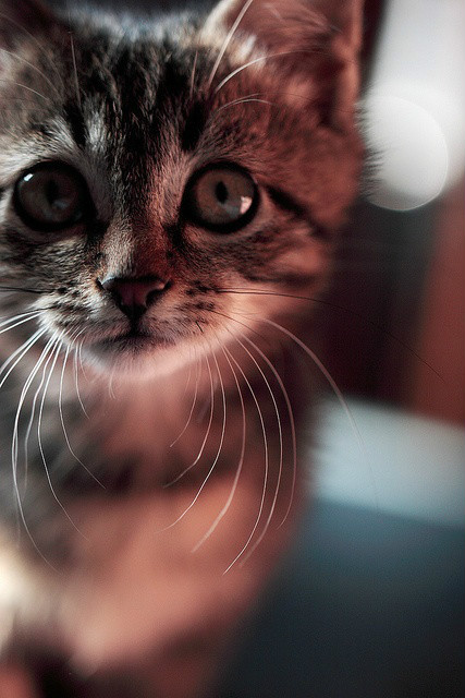Miau?