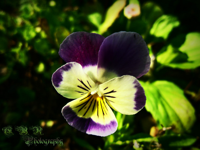 Flower..