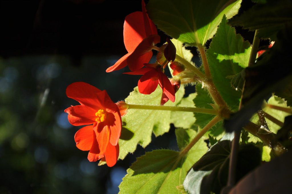 dzisiejsza begonia.. 