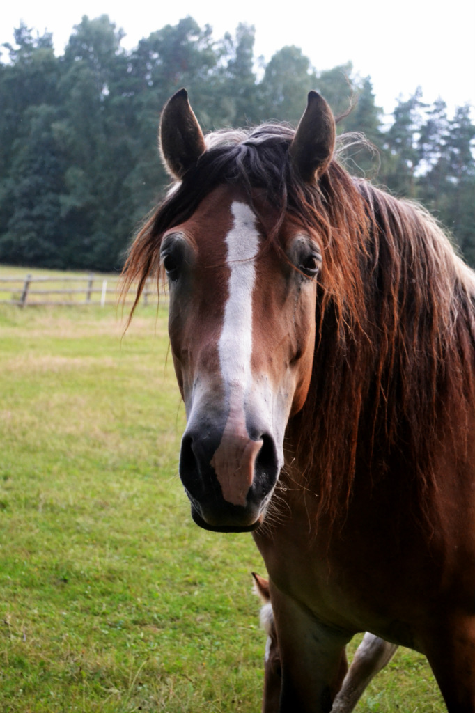 konik : ))) 