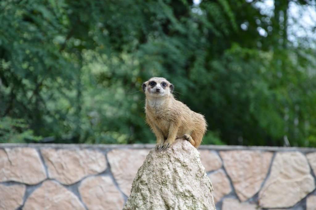 ZOO.