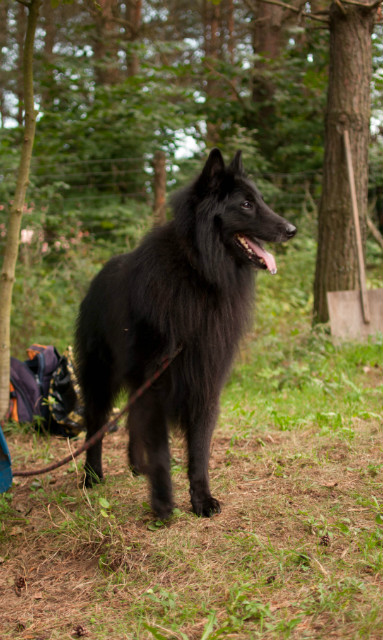 Murzyn