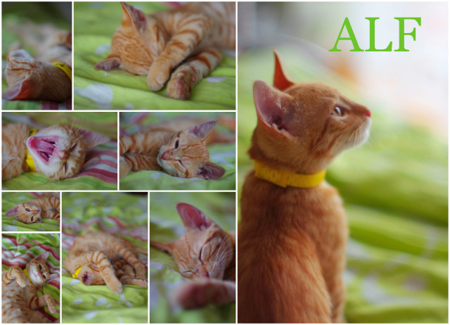 Alf
