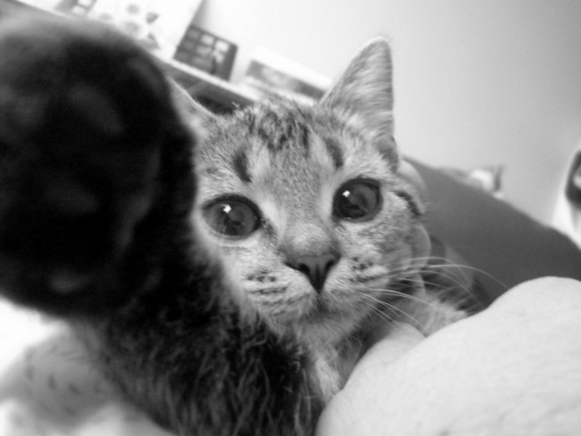 Cats Diary 2: Cio-cio San