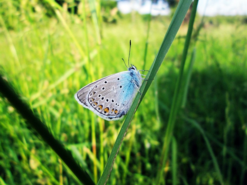 Butterfly.
