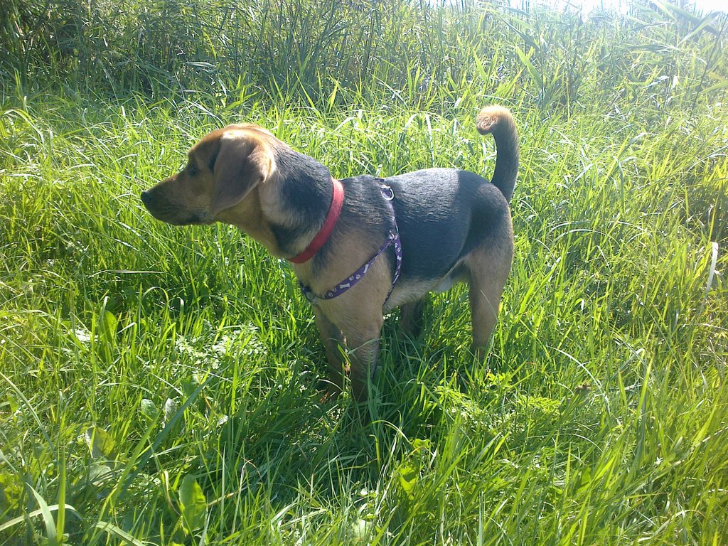 Bobi