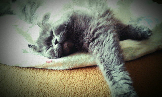 meow.