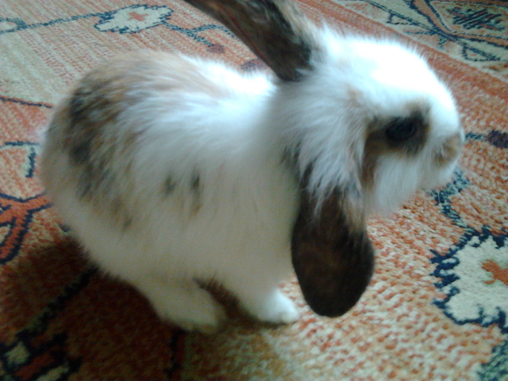 Krliczy wiat