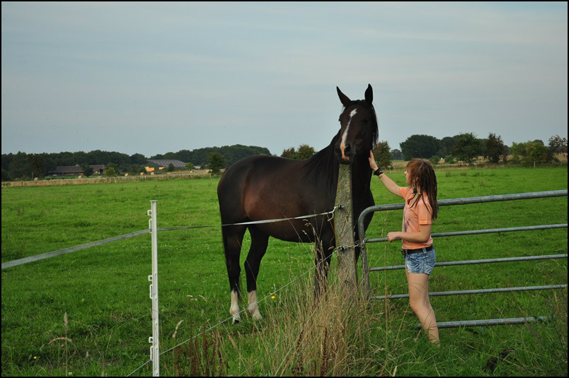 mit horse.