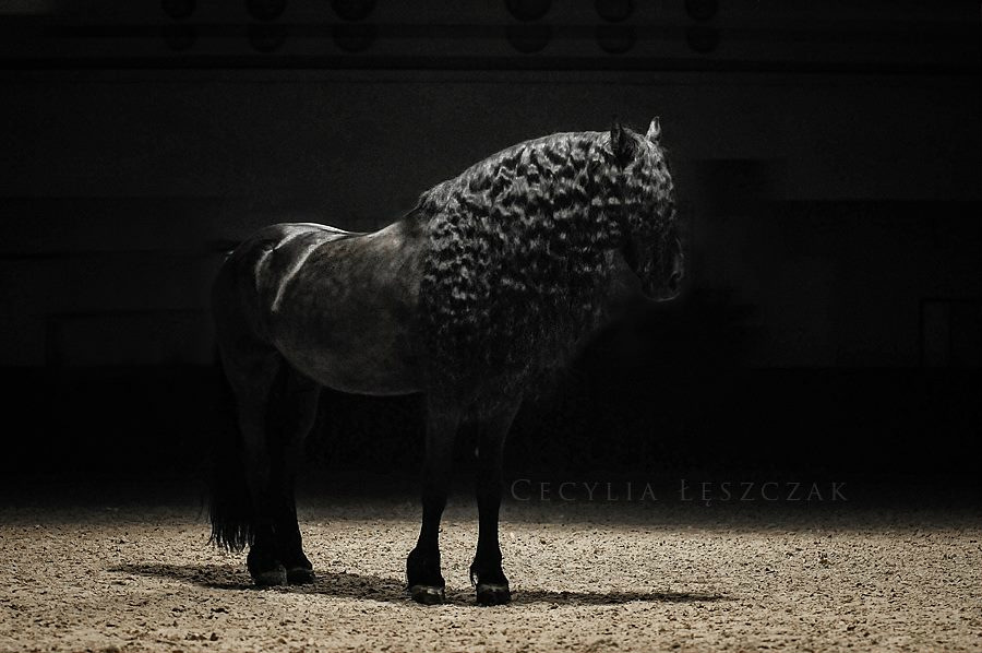 You&Your HORSE