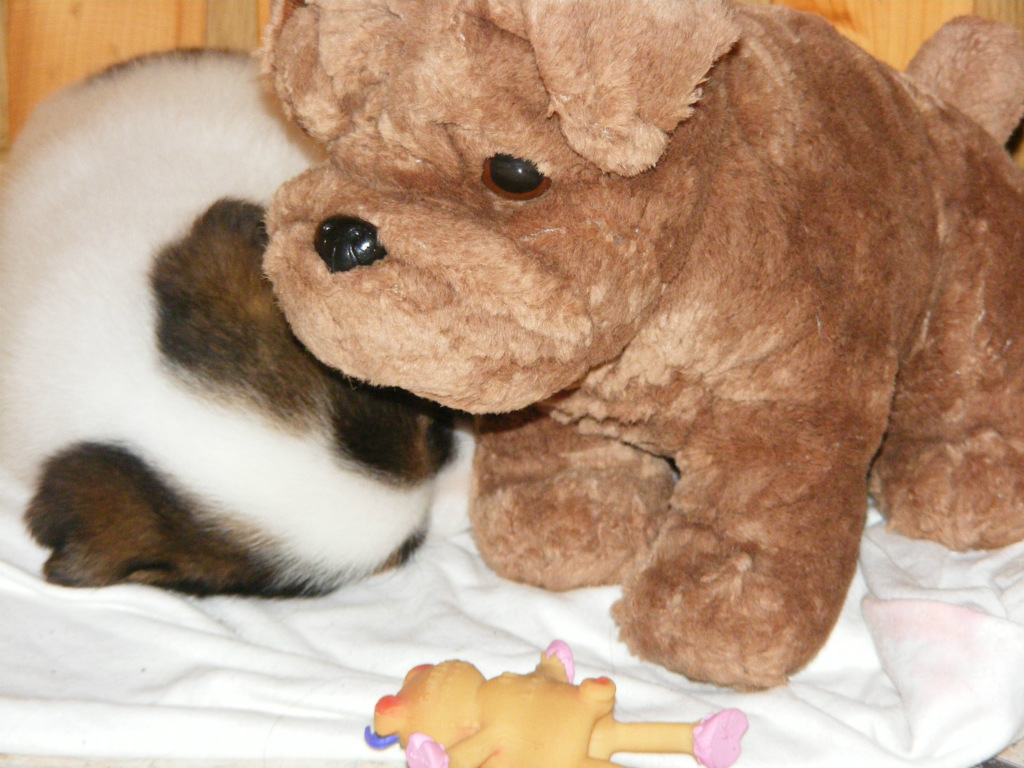 Fionka ;3