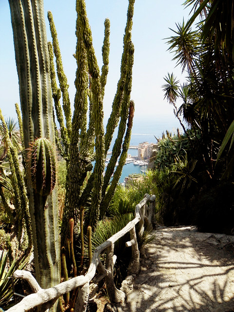 In the cactus jungle