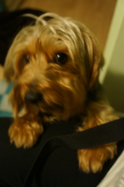 my dog