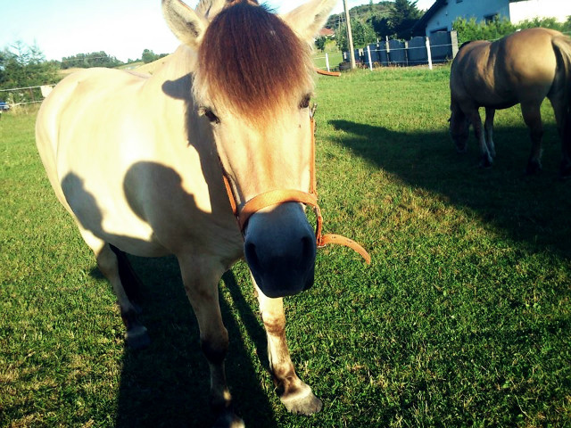 mona *.*