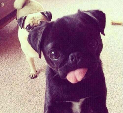 jolojolojoloo