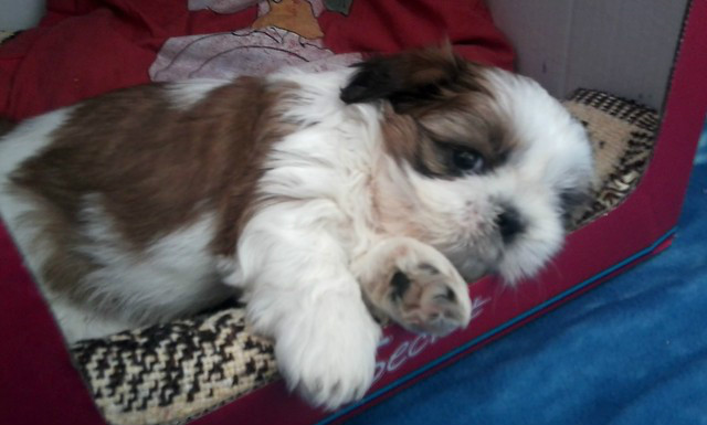 Koli ;*