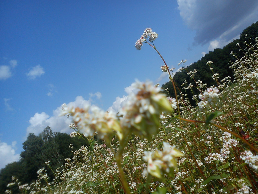 LaTo 
