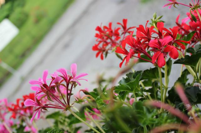 Pelargonia