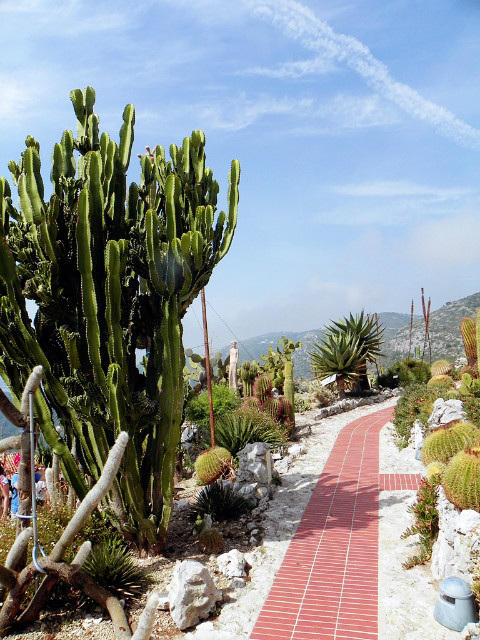 In the cactus jungle II