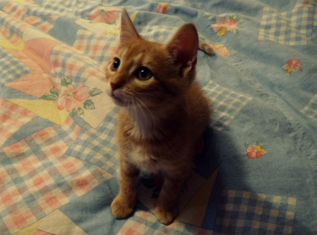 kicia2