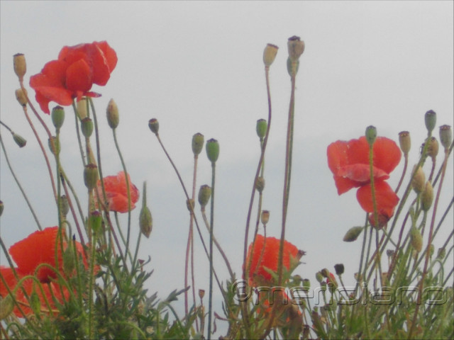 Red poppies...