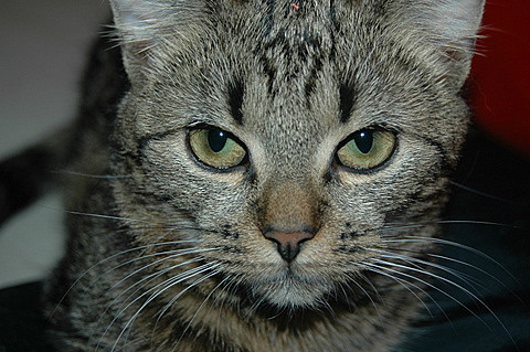 Cats Diary 2: Eyes