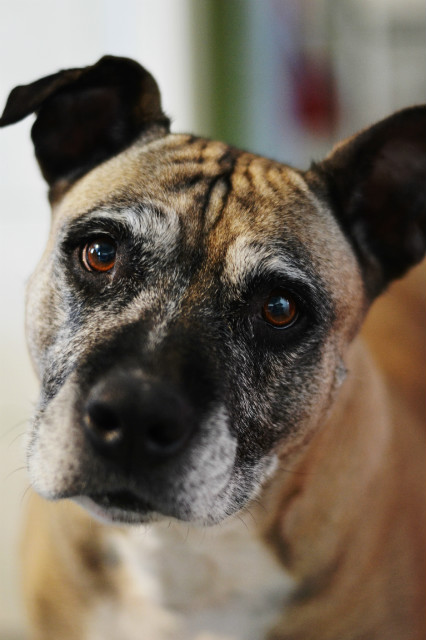 #Beti #dog #my #love