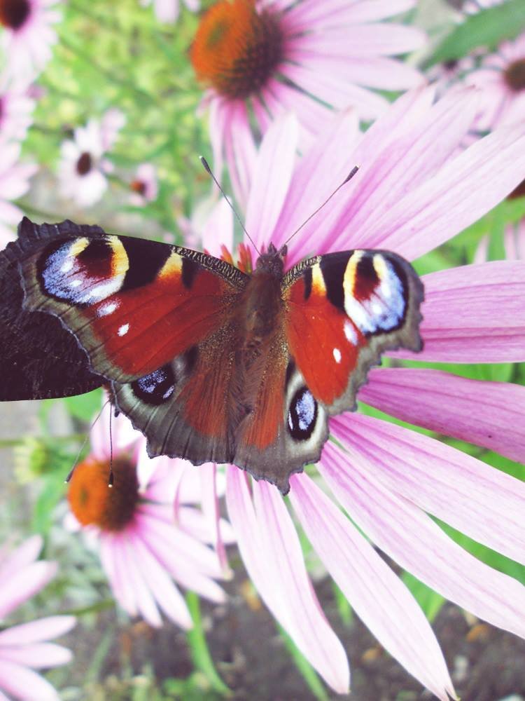 Another butterfly.
