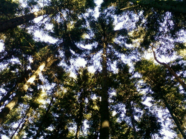 forest!