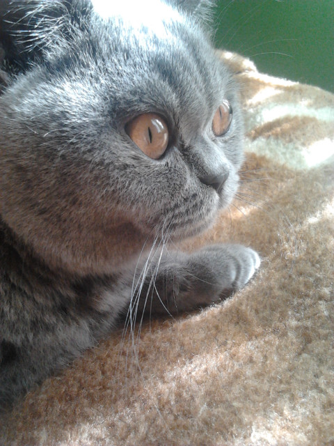 pusiaaa