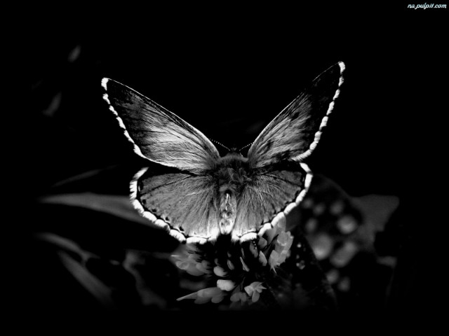 #papillon