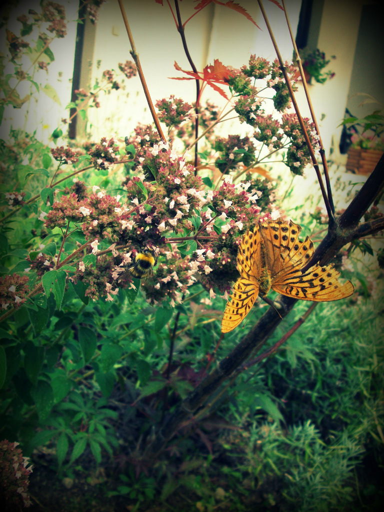Butterfly and elephant