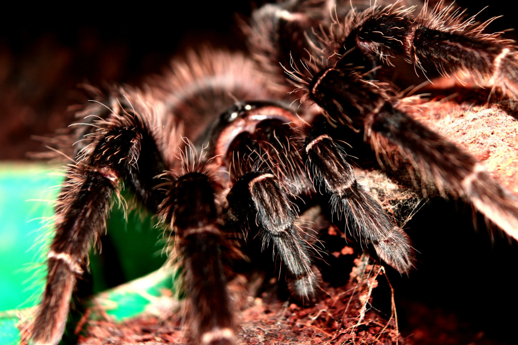 L. Parahybana