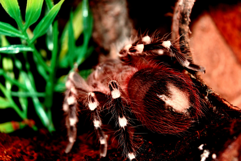 A. Geniculata