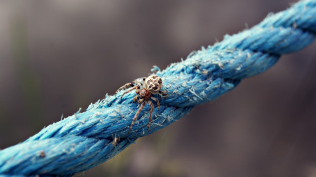 Spider