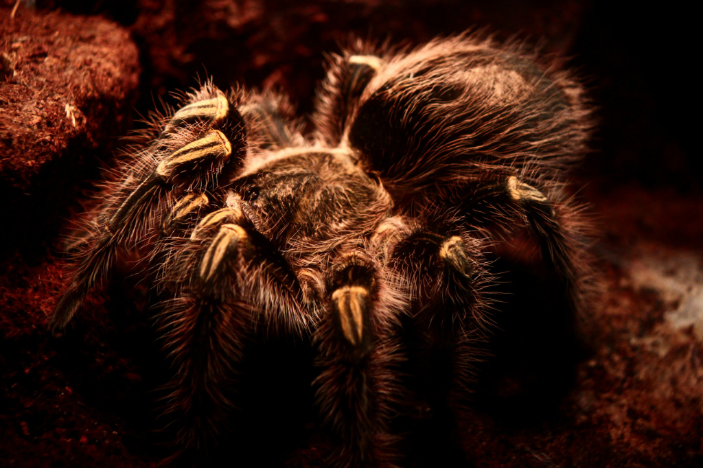 G. aureostriata