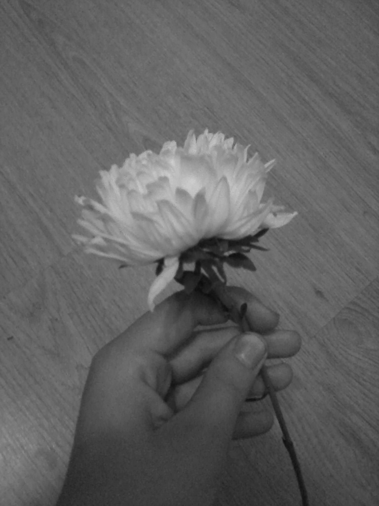 Aster