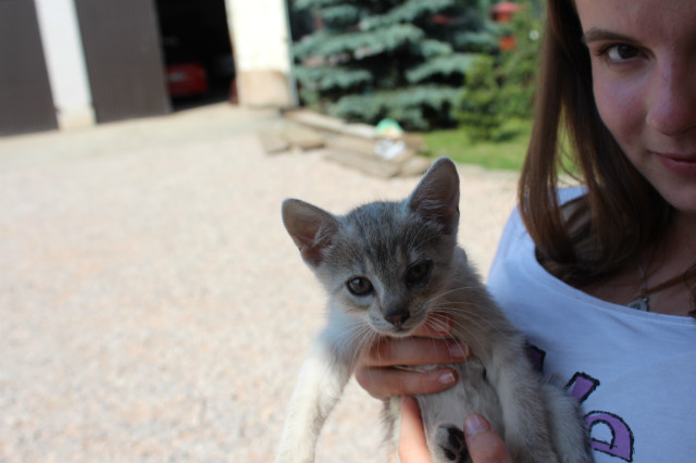 kote