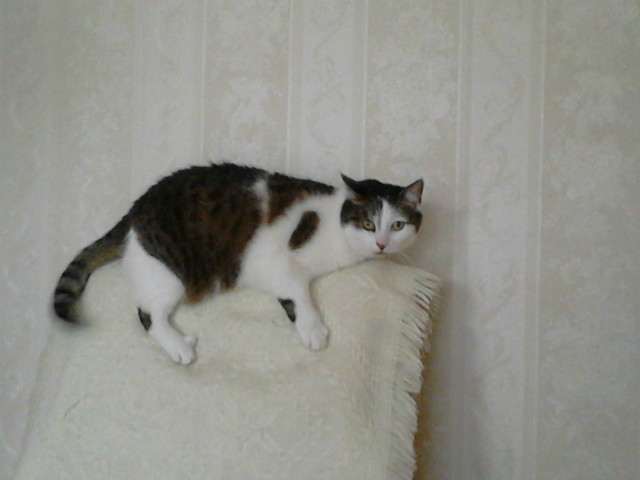 Kotek :D