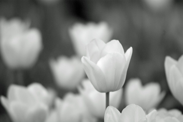 White Tulip