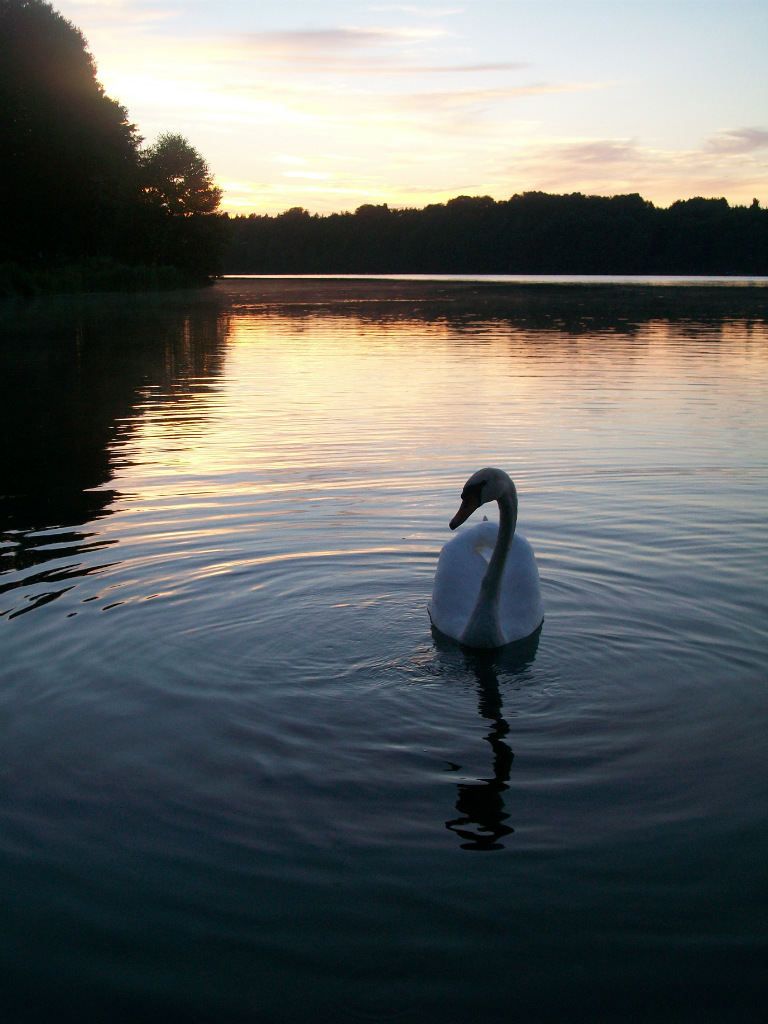 Swan
